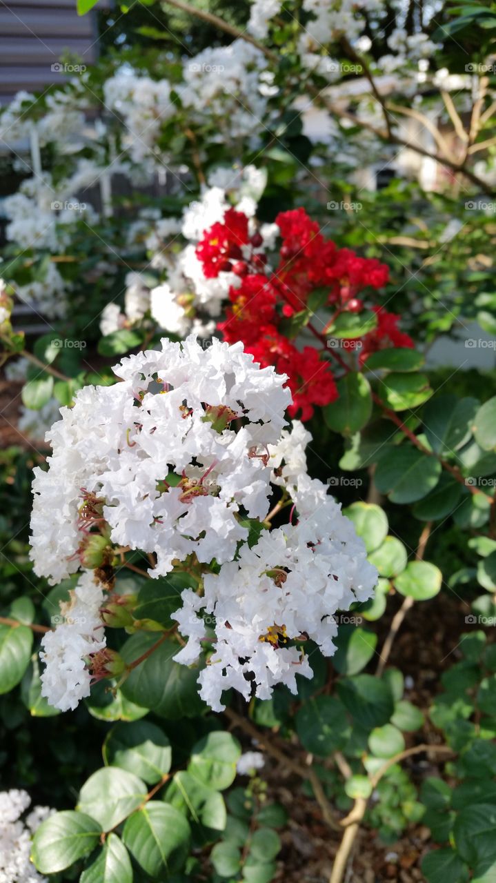 Close-up of crepe myrtle flowers