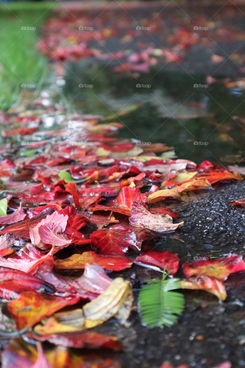 Red fall leaves and rain puddle 