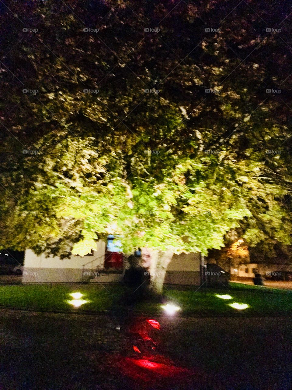 Tree, No Person, Road, Leaf, Park