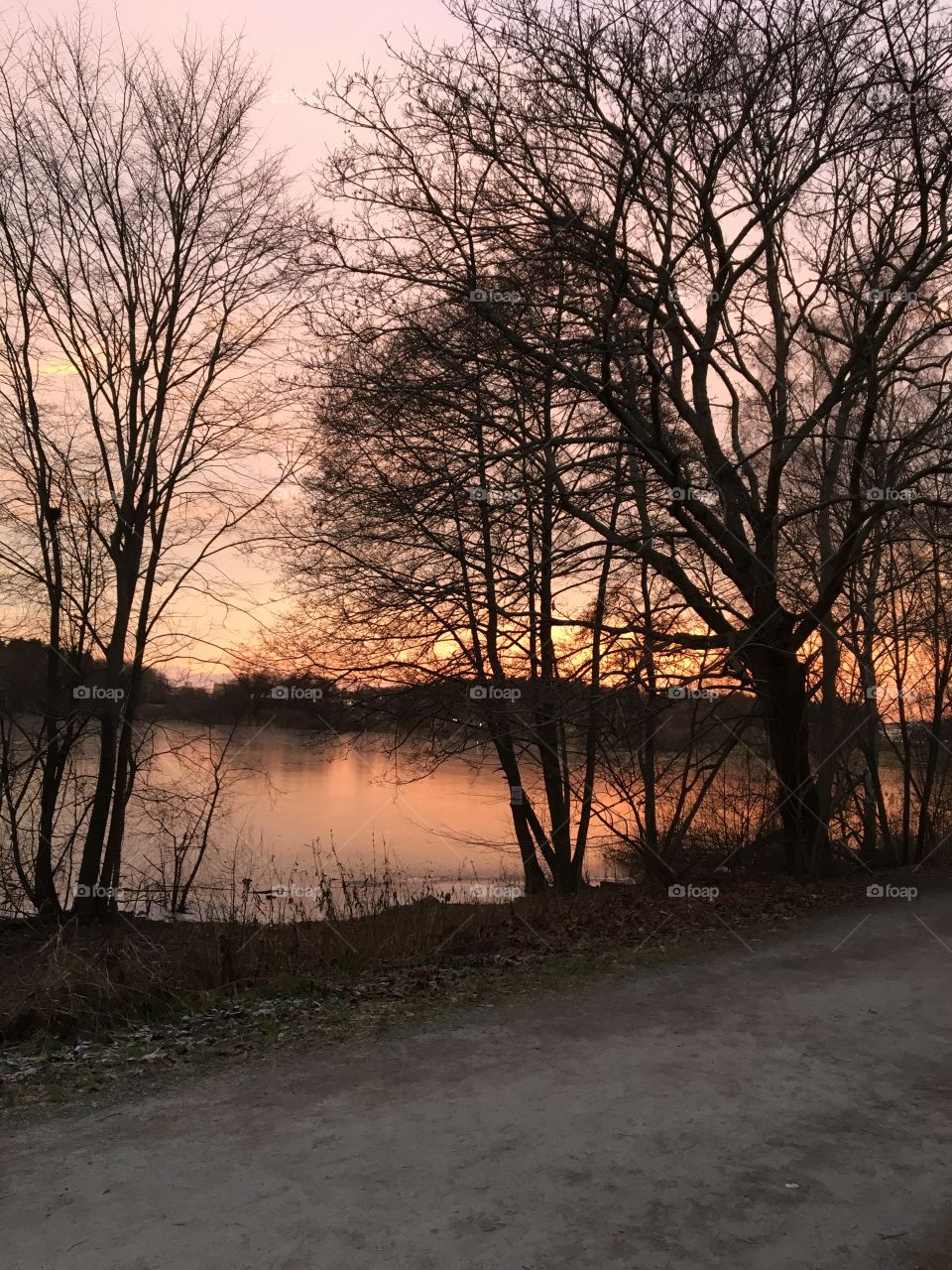 Sunset lake with tree