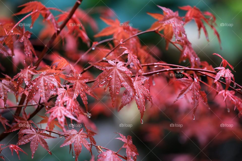 Beautiful red maple leaves in the rain