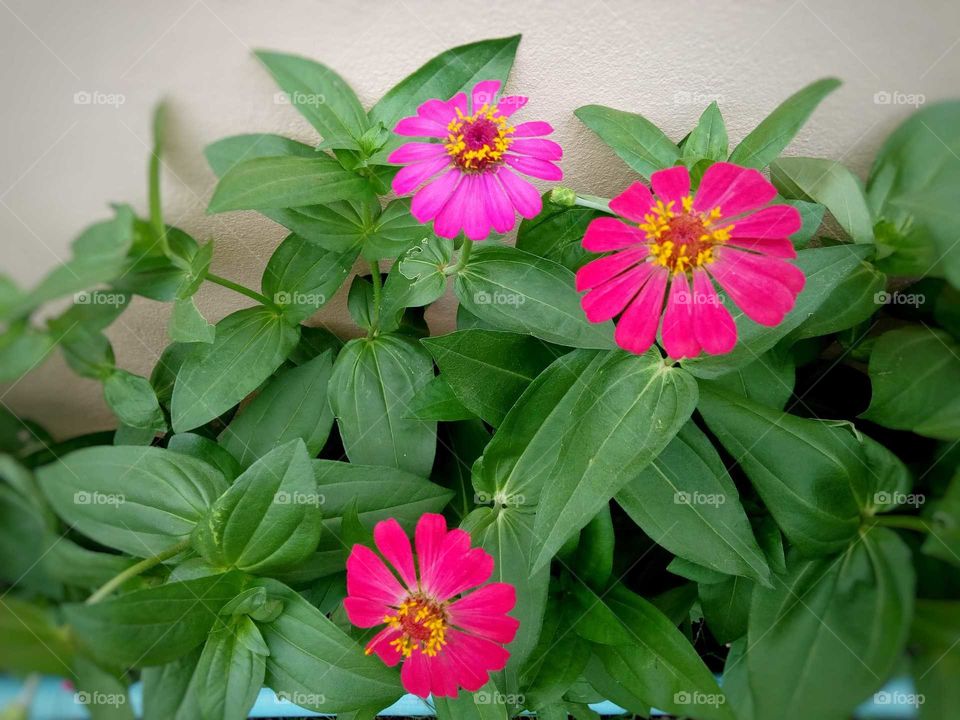 Zinnia is pink and red.