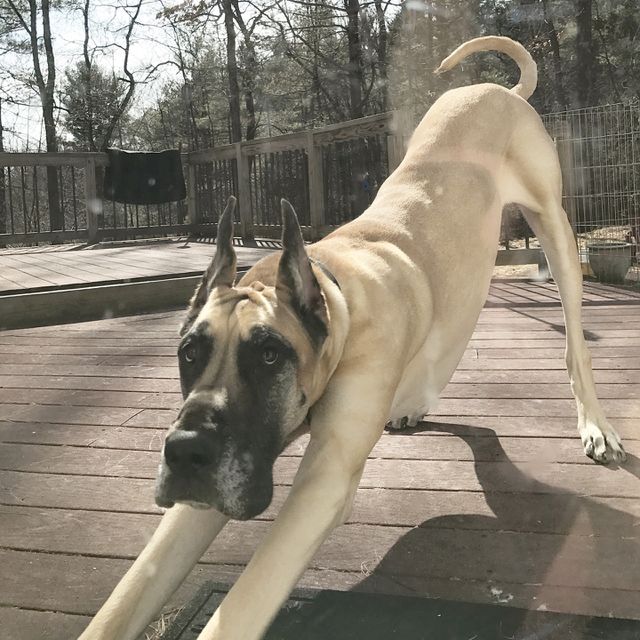 High angle view of dog
