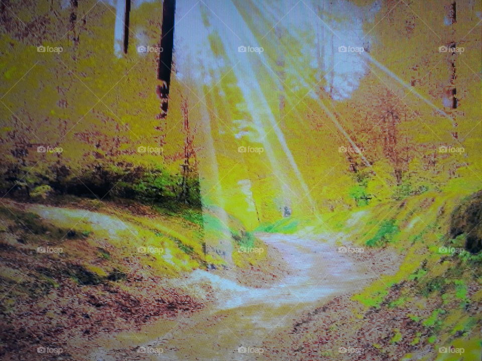 ray of the sun reflects golden in the lush nature in the middle of the forest with trees in golden color