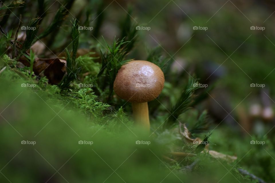 Shiny brown mushroom surrounded by moss