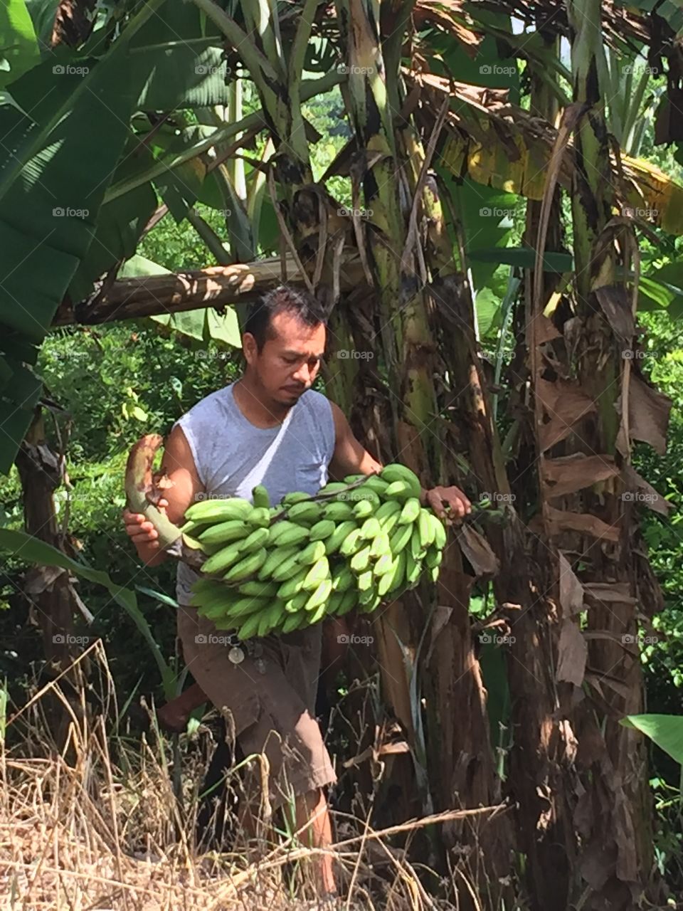Man holding banana bunches in hand