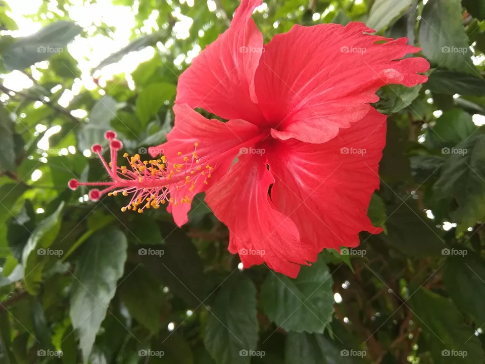 flower