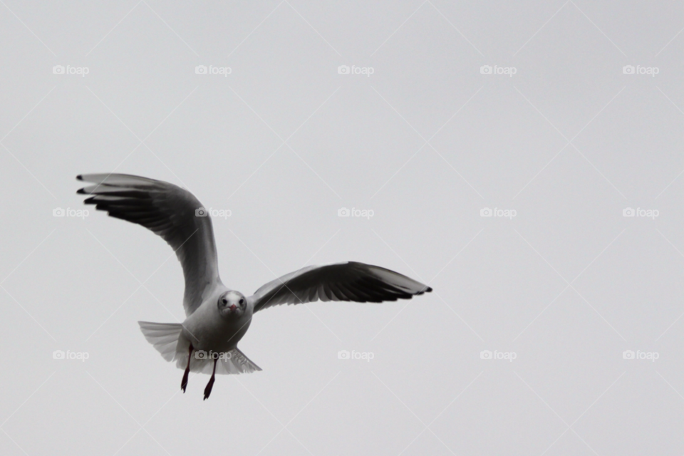sky white flying bird by wickerman6666