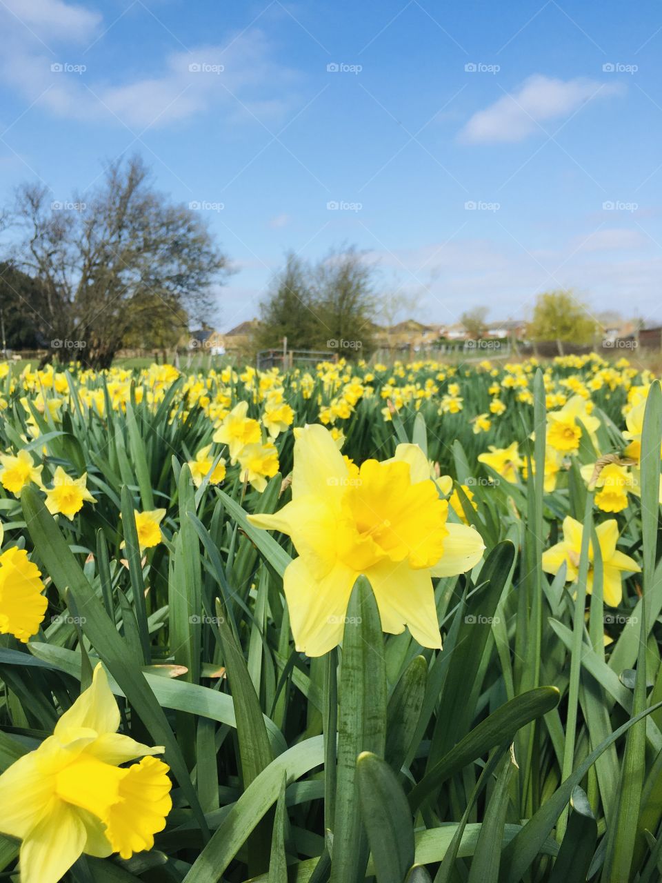 A beautiful field of daffodils. Colour bursting from the ground looking up to the clear and beautiful spring sky.