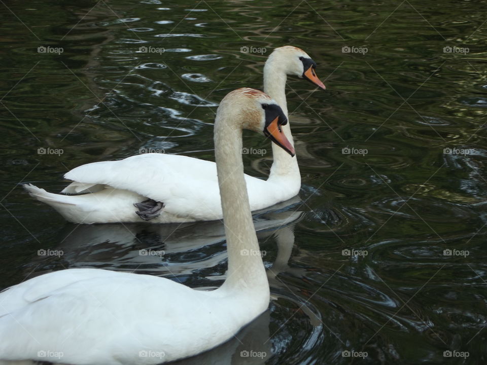 Two Swan Swimming Together