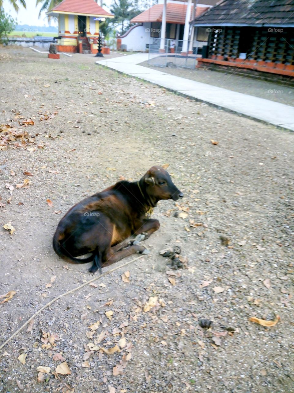 Pets are the part of life and life without pets are like world without water 🌊 and it's so beautiful if pets are in !