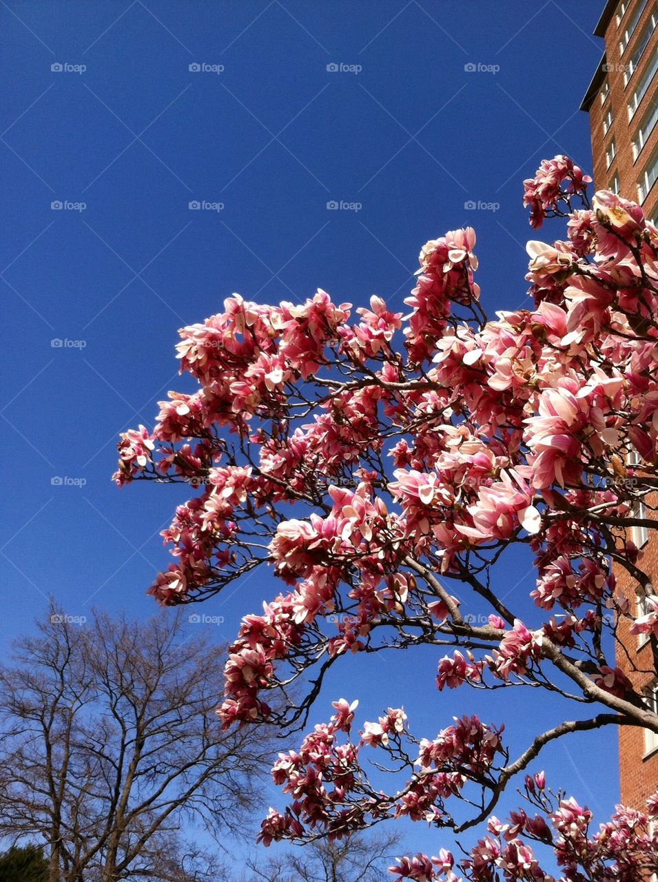 Tree blooming in Virginia 