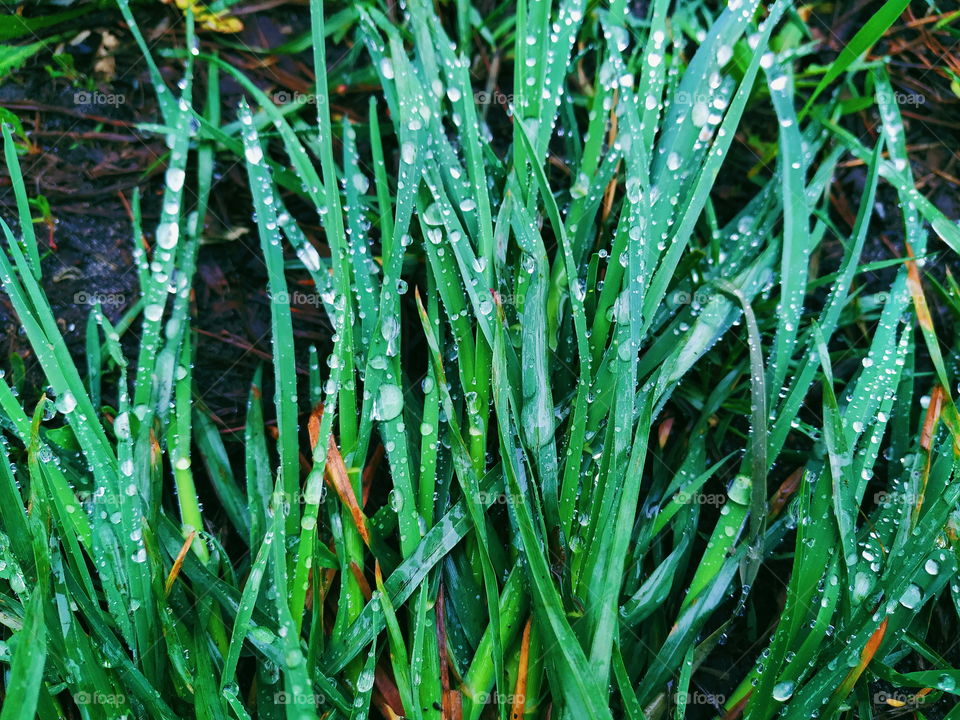 morning dew on green grass