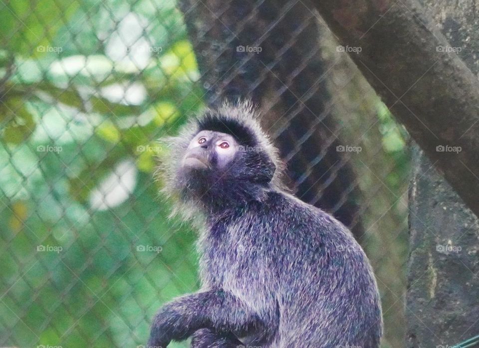 silvery lutung from borneo