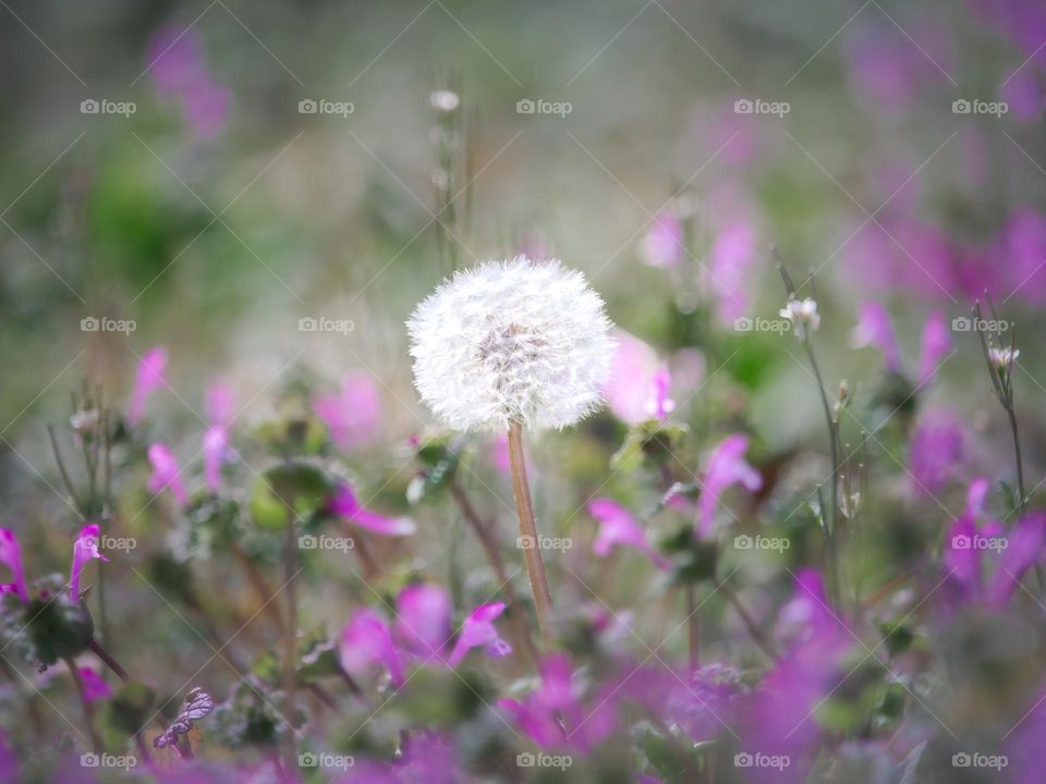 Dandelion in the middle of the purple flowers, it’s Spring time