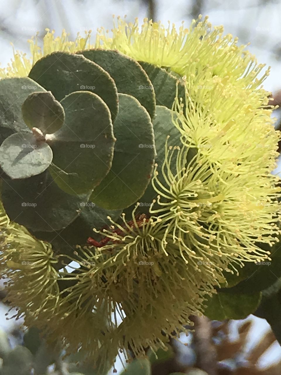 Closeup healing eucalyptus blooming 