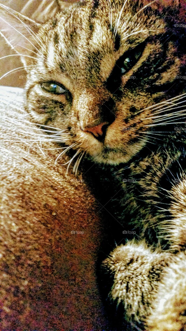 cat,Grady, handsome, kitten,pets