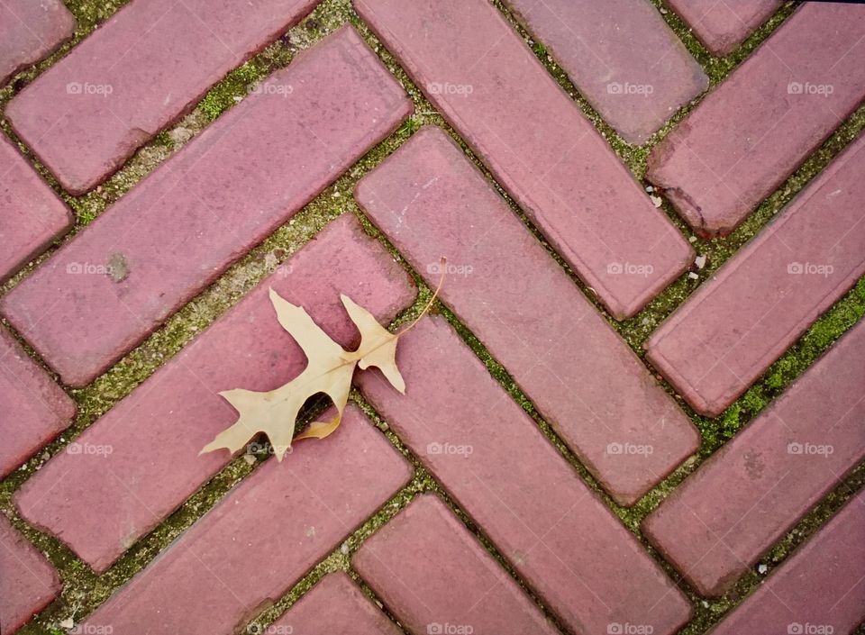 Leaf on brick
