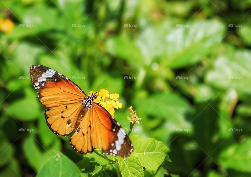 colorful nature...colorful butterfly