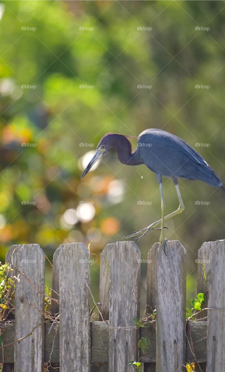Reddish egret- life’s balancing act!