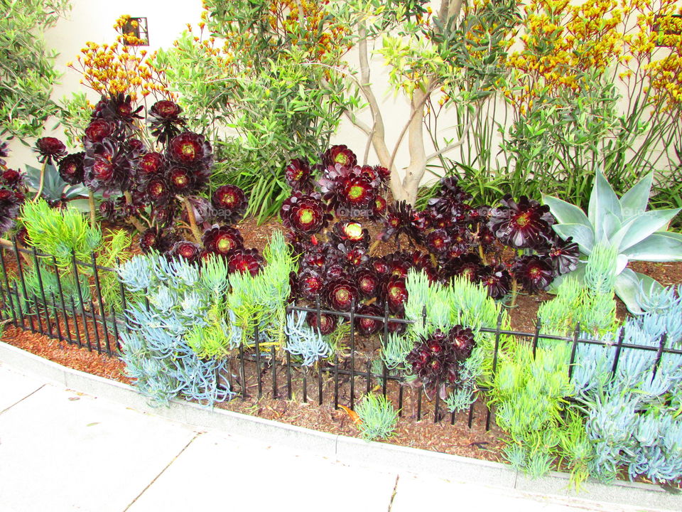 unique and different kind of plant