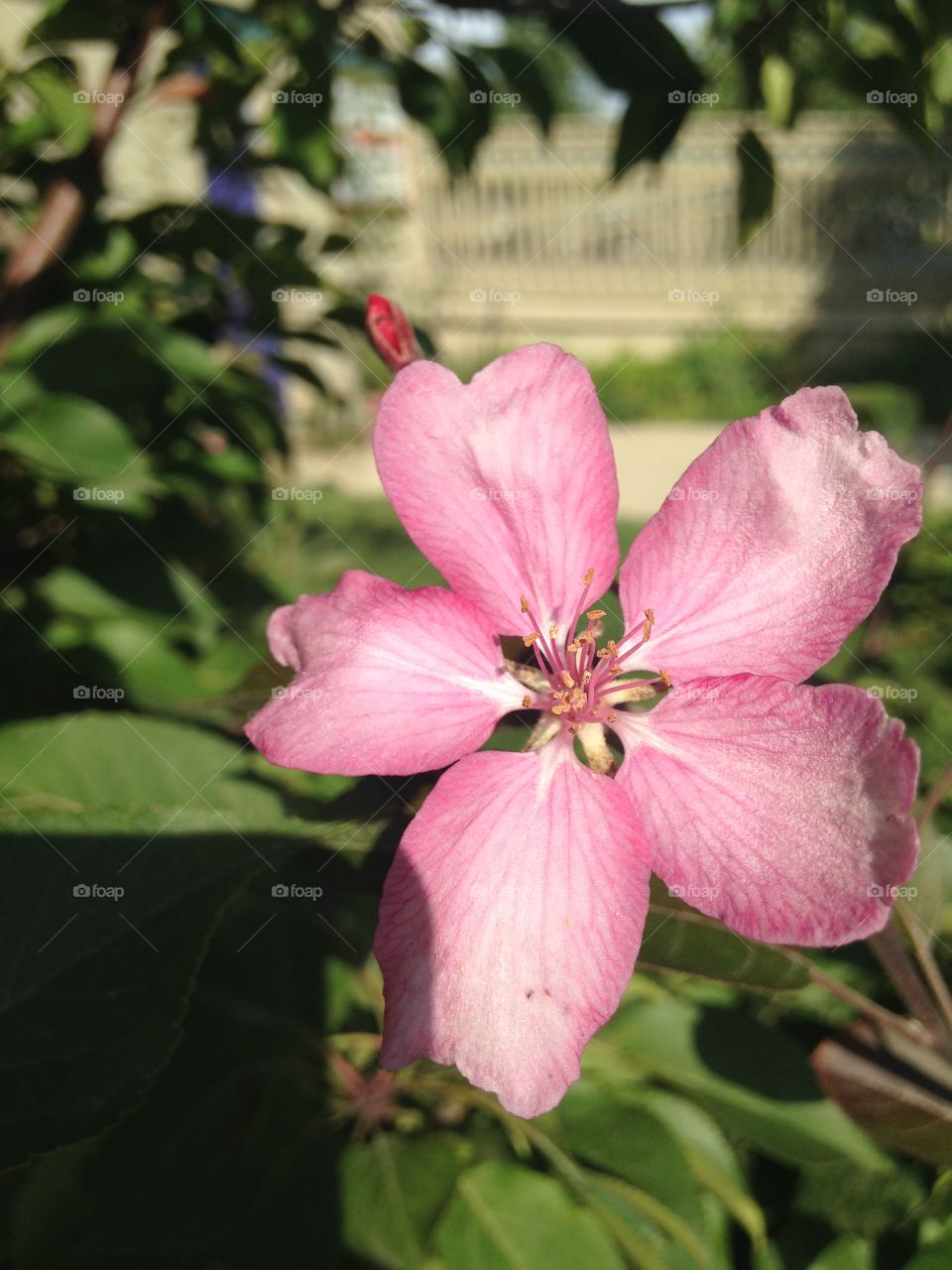 Pink Flower