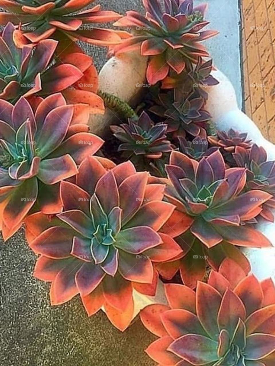 Succulent, beautiful plant that come in a huge range of shaps, colors and forms.