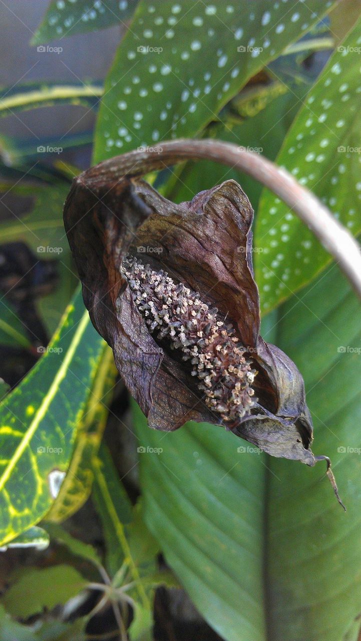 My beautiful shot of a dried Antorium  flower. This plant mostly grown in Asian country like Philippines.