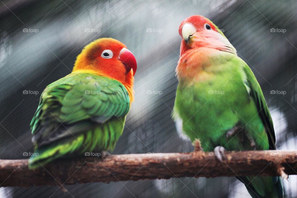 Beautiful and cute parrot bird