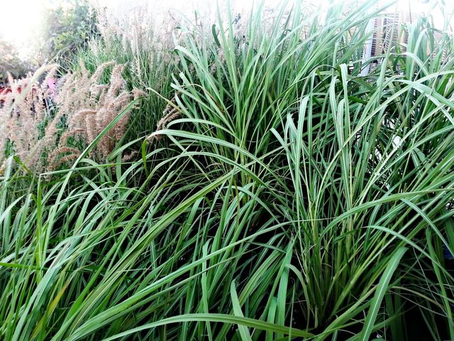 plants growing