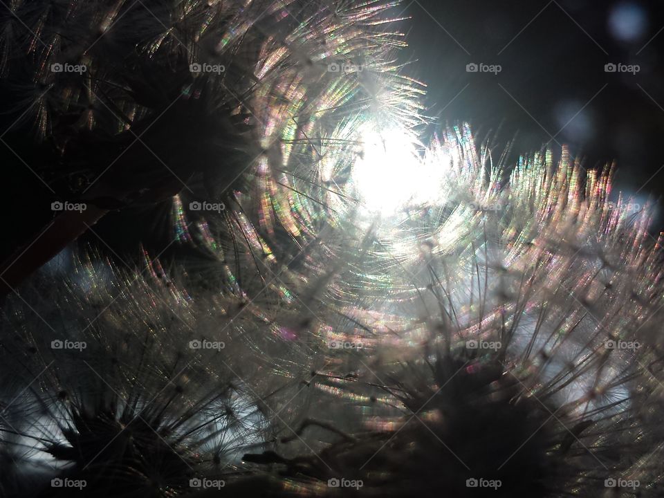 Wishes in the Morning