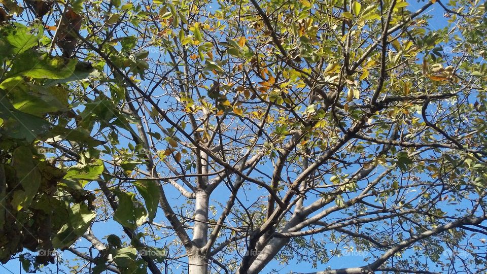 A beautiful scene of trees in the jungle.