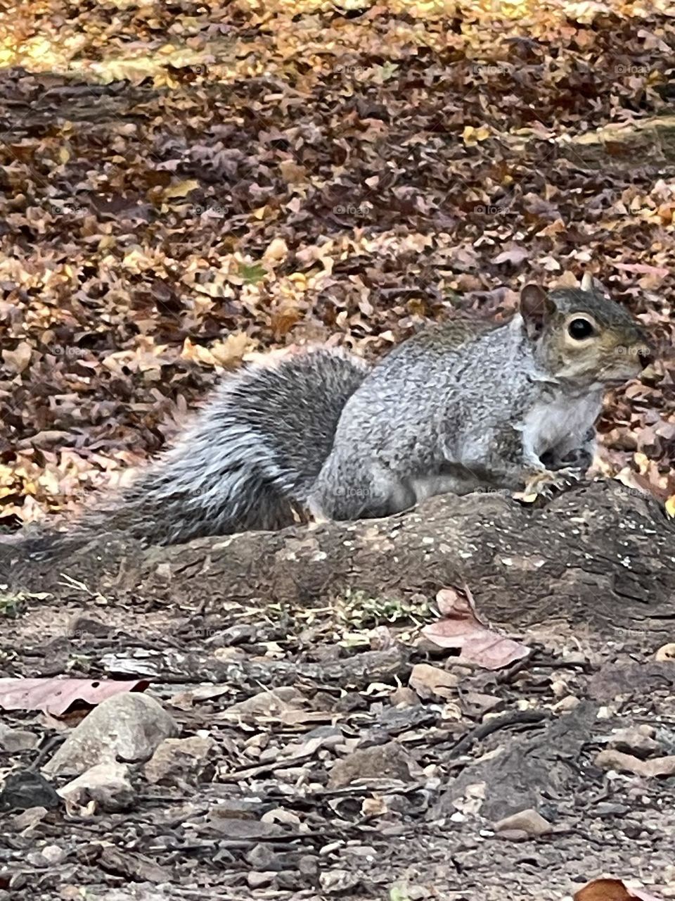 Squirrel 🐿️