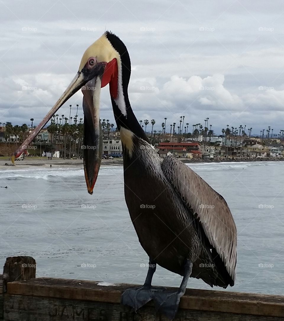 Pelican "eating palm trees"