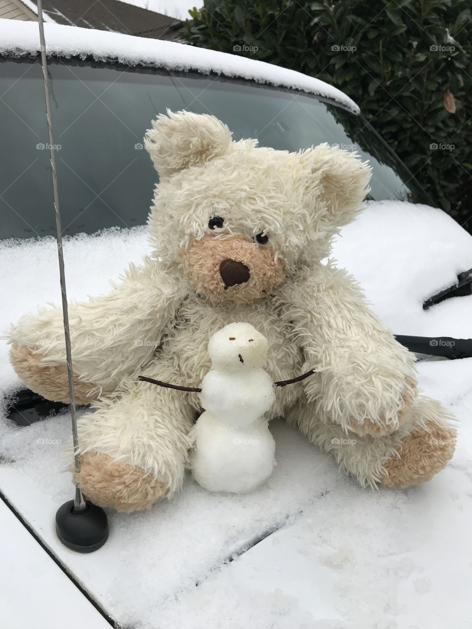 Snow Beary