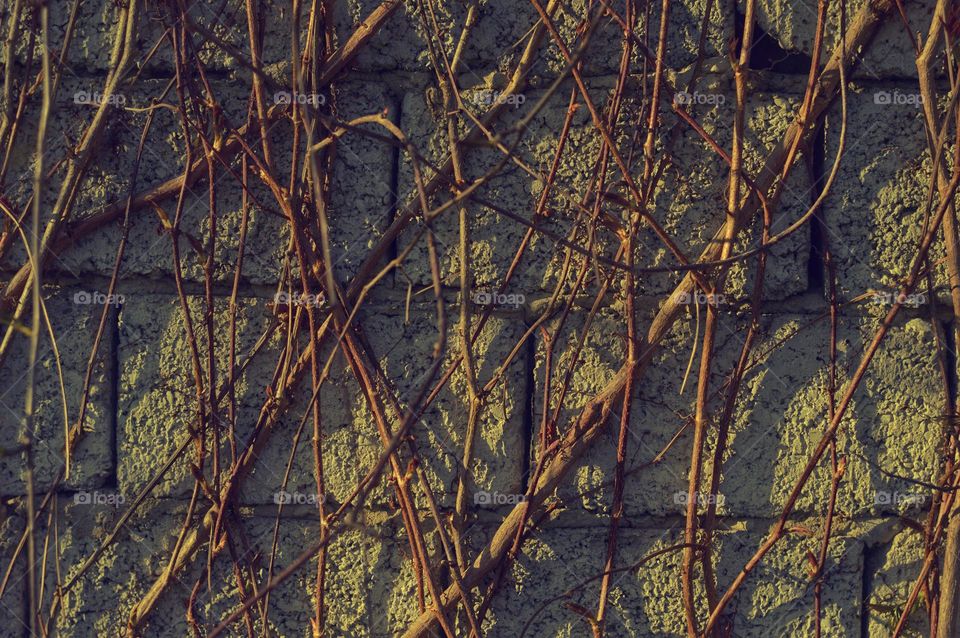 a wild vineyard creeps along a concrete wall of cinder blocks.