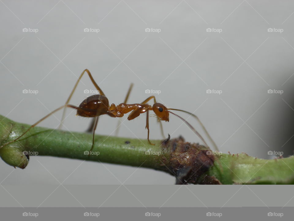 Ant... Macro photography