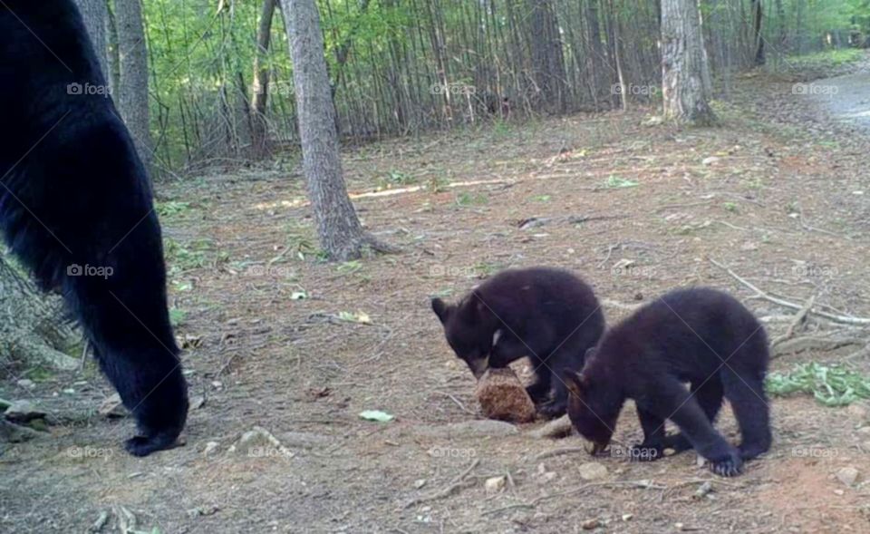 Bear cubs at mineral rock