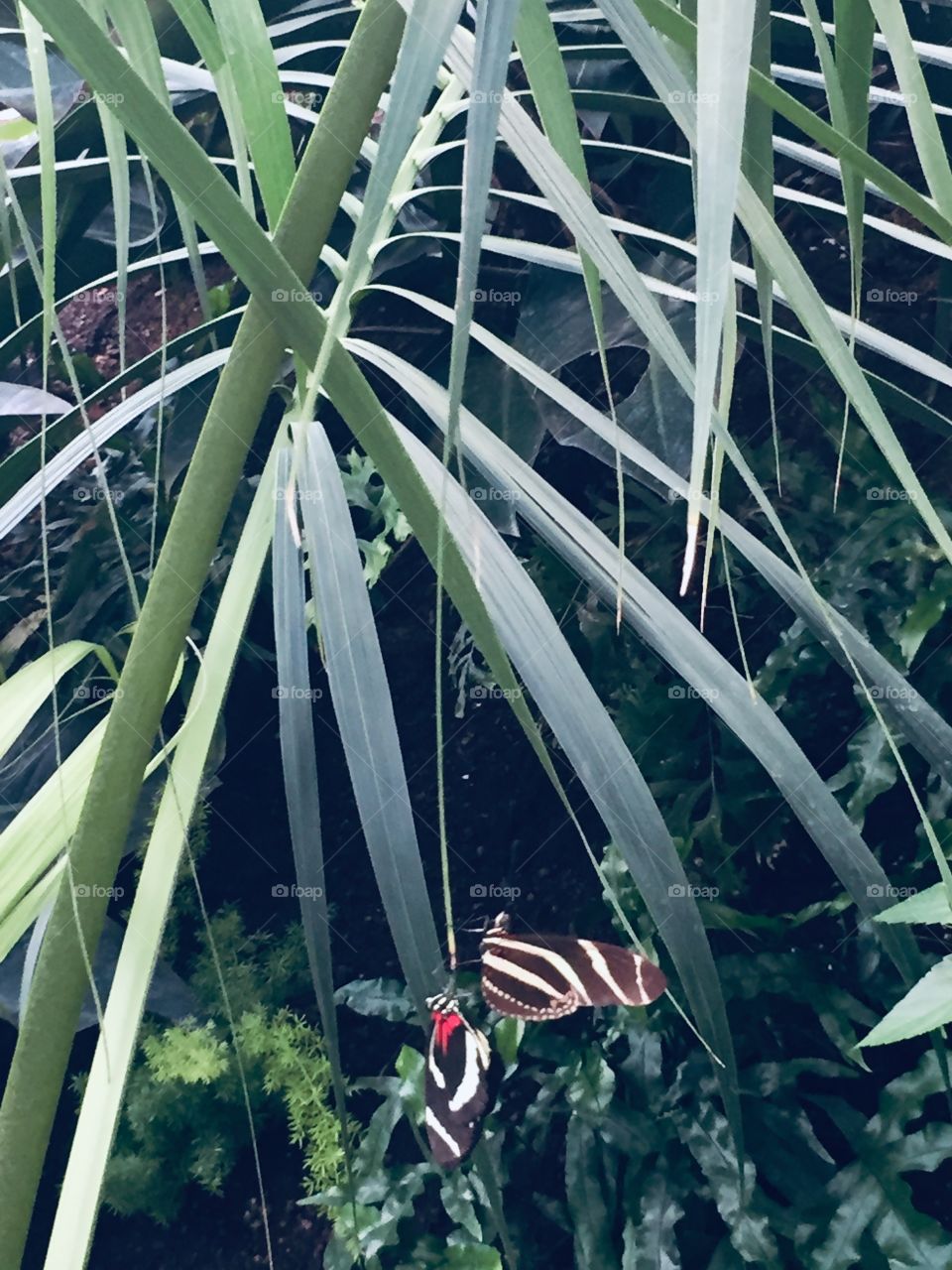 Vivid Coolness, Butterfly Buddies, Hanging Out, Will You Hang Out With Me? Under this Tree? 