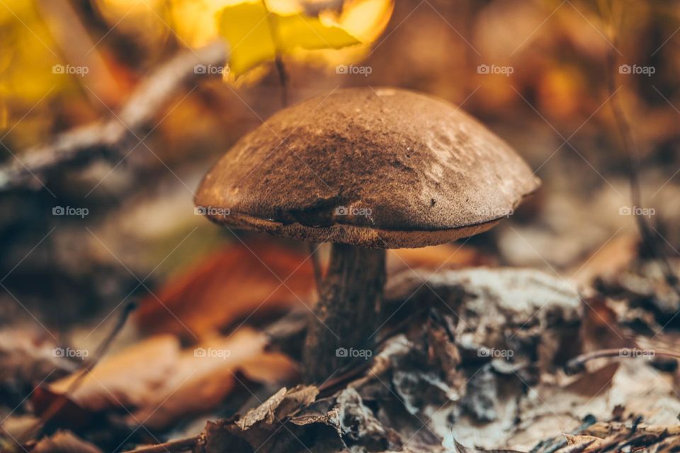 Mushroom in an autumn forest