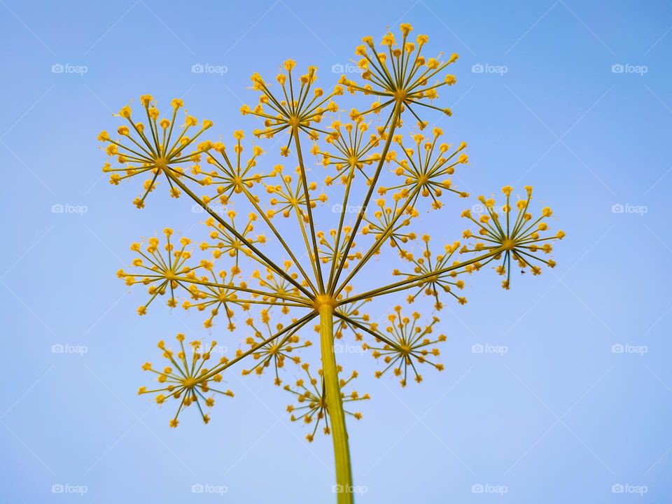 A scenic view of Anethum graveolens plant against sky