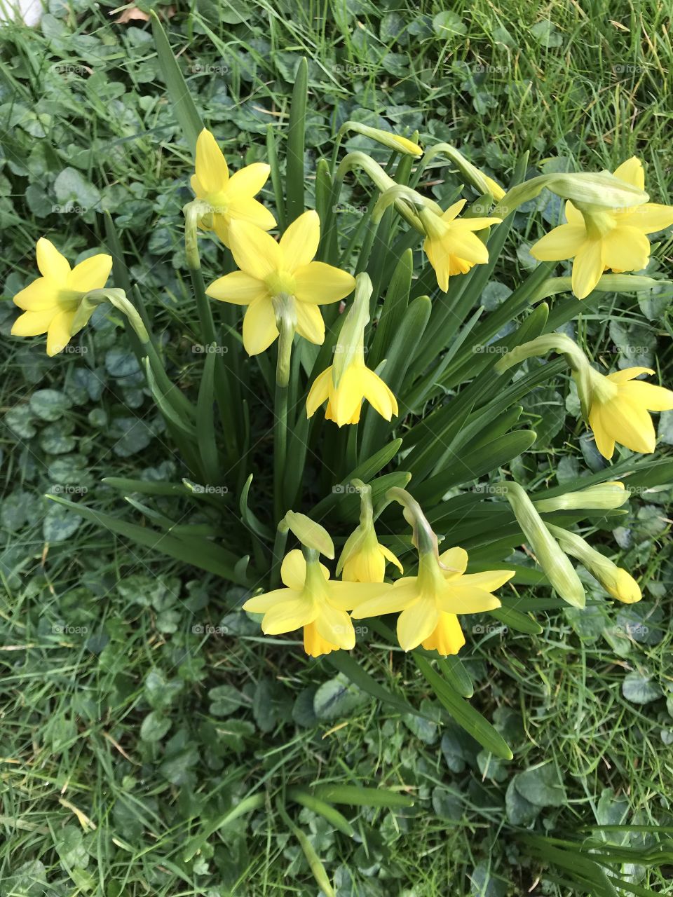Daffodils in Devon surviving our unusually cold weather.
