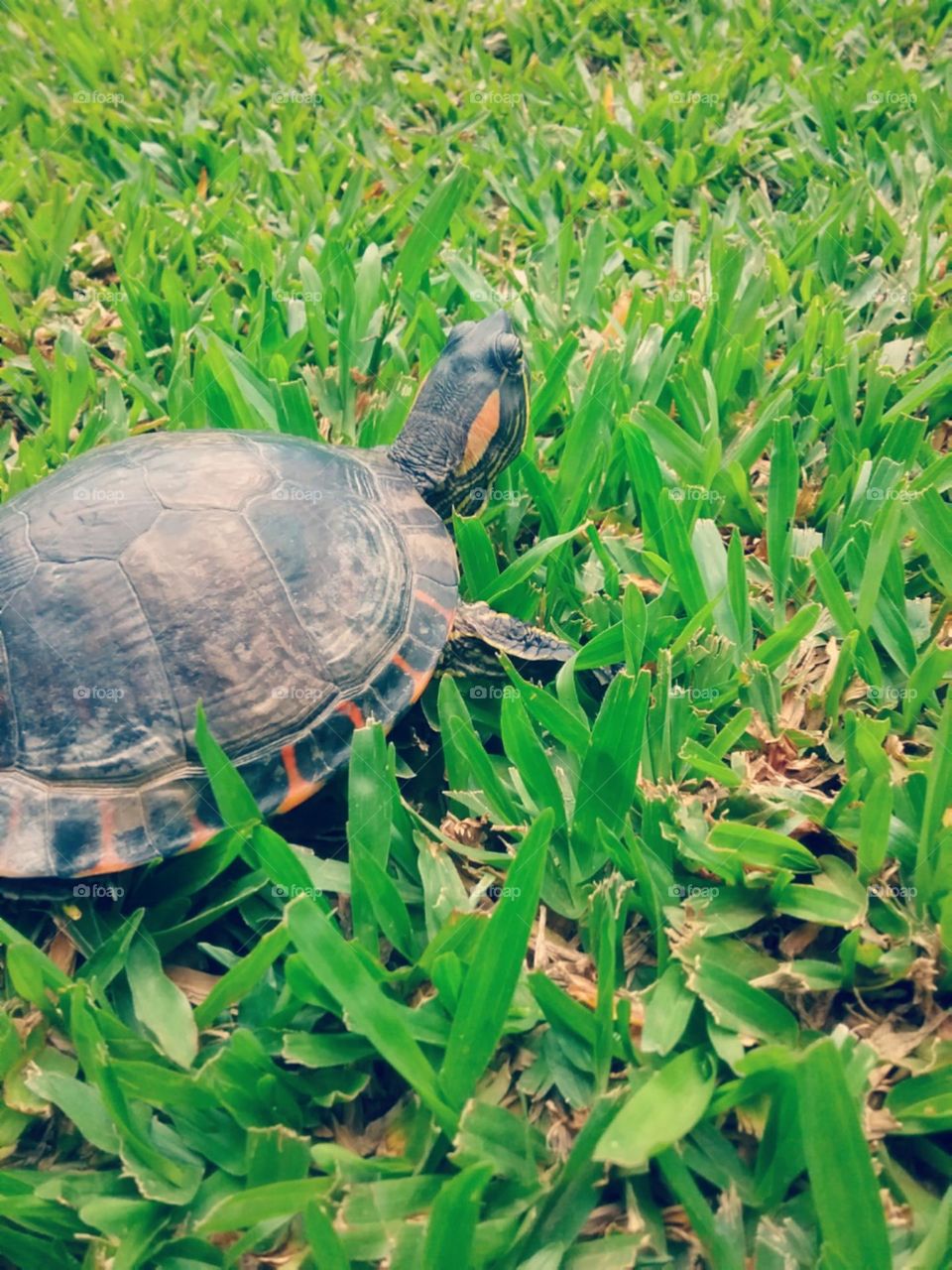 Devagar e tranquila, ela caminha pelo seu gramado preferido.