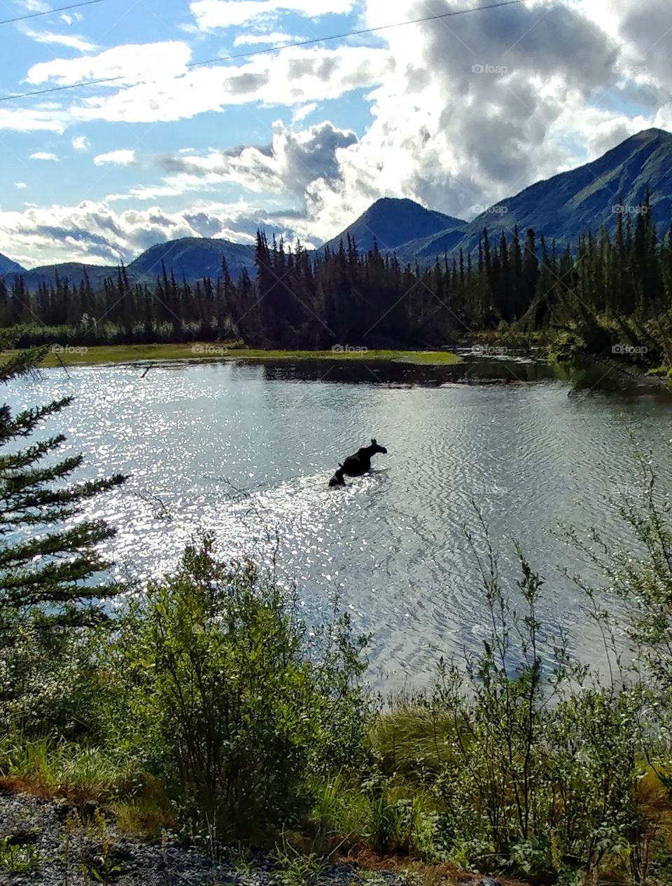 Mother moose leading her baby to safety across a  lake in Canada's tranquil widerness mountains.