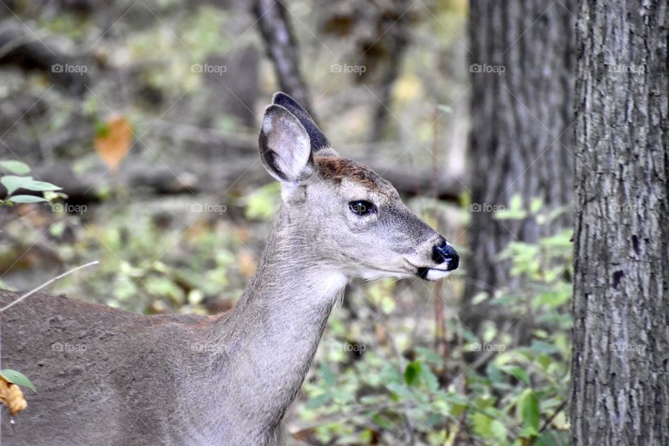 A deer wandering in the woods