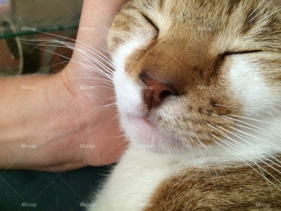 My cat sleeping in my hand