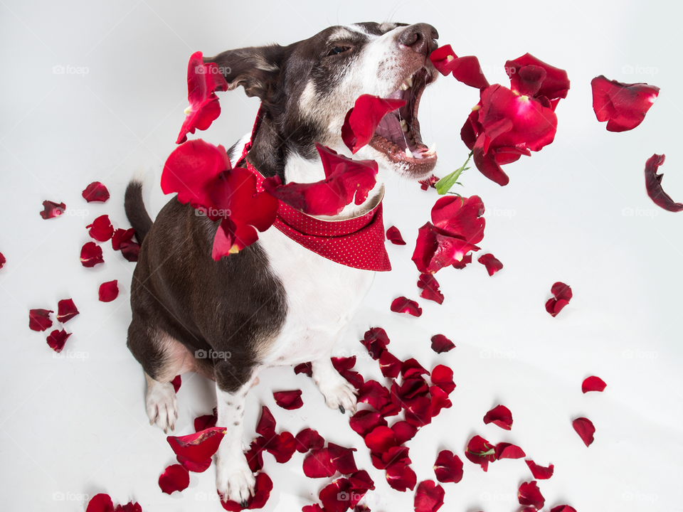 Dog and red petals 