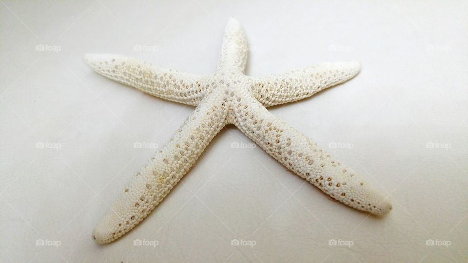starfish