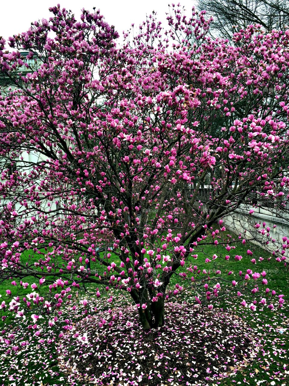 Pantone Pink : Spring 