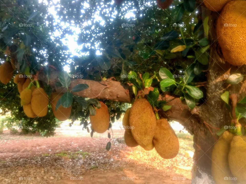 Tree with jackfruits